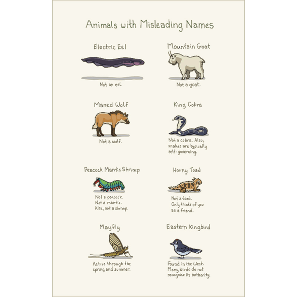 Animals With Misleading Names Print Art Cyberduds   