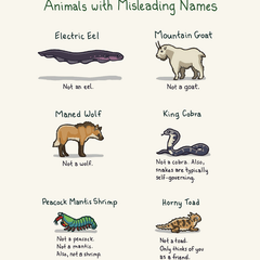Animals With Misleading Names Print Art Cyberduds   