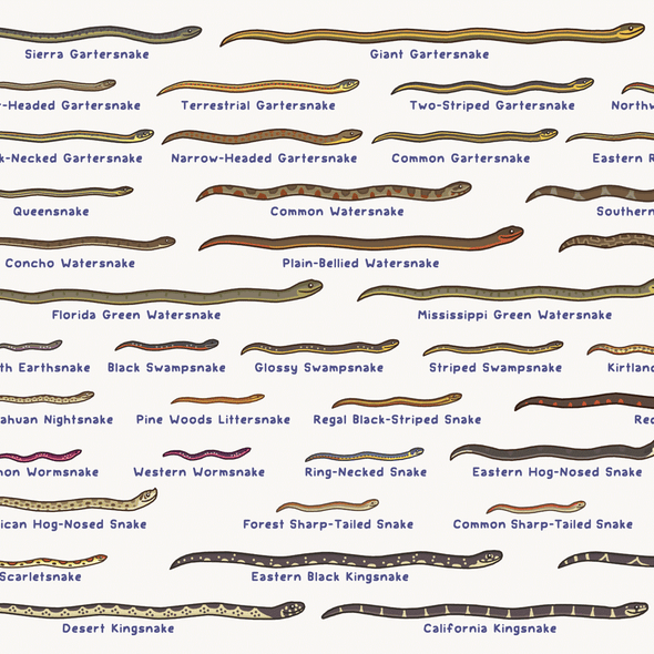 United Snakes of America Print Art Bird & Moon