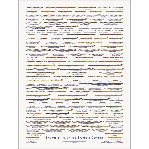 United Snakes of America Print Art Bird & Moon