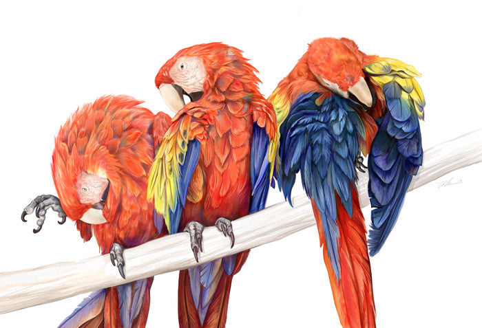 Wondrous Wildlife Prints Art Cyberduds Macaws - 15x22 ($20)  