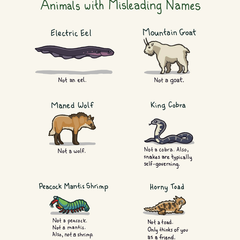 animals photos with names