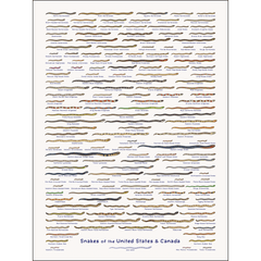 United Snakes of America Print Art Cyberduds   