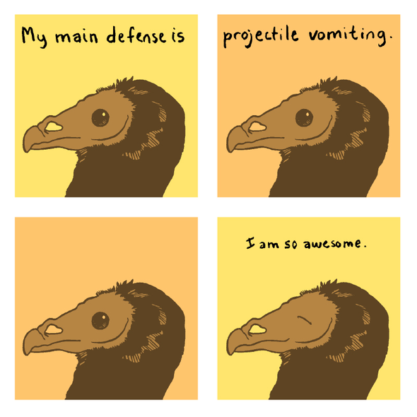 Turkey Vulture Print Art Cyberduds   